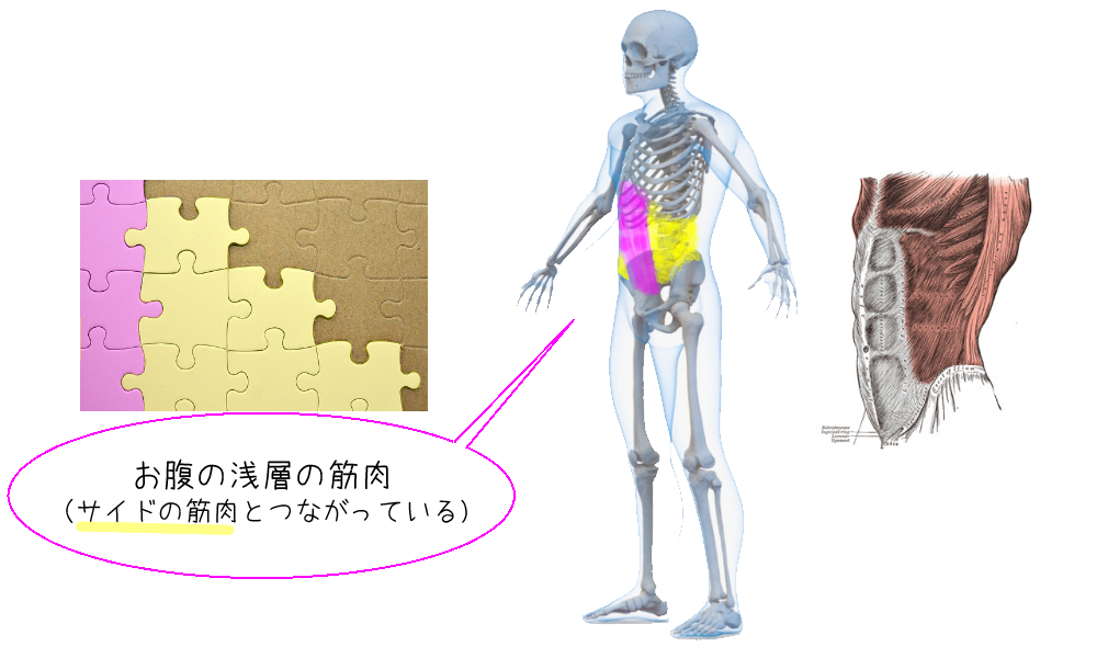 腹直筋の筋膜の説明の画像