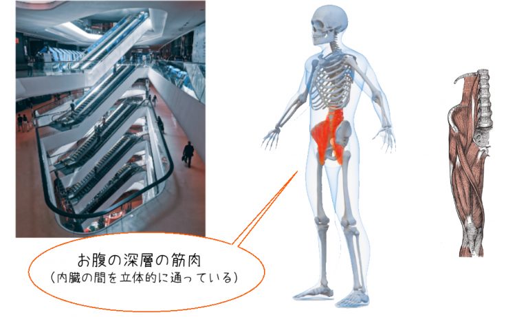 腸腰筋と腰痛の関係性の図解