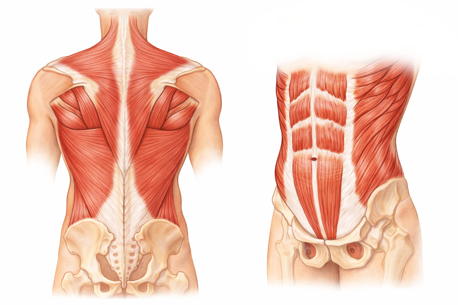 広背筋と腹斜筋のイラスト