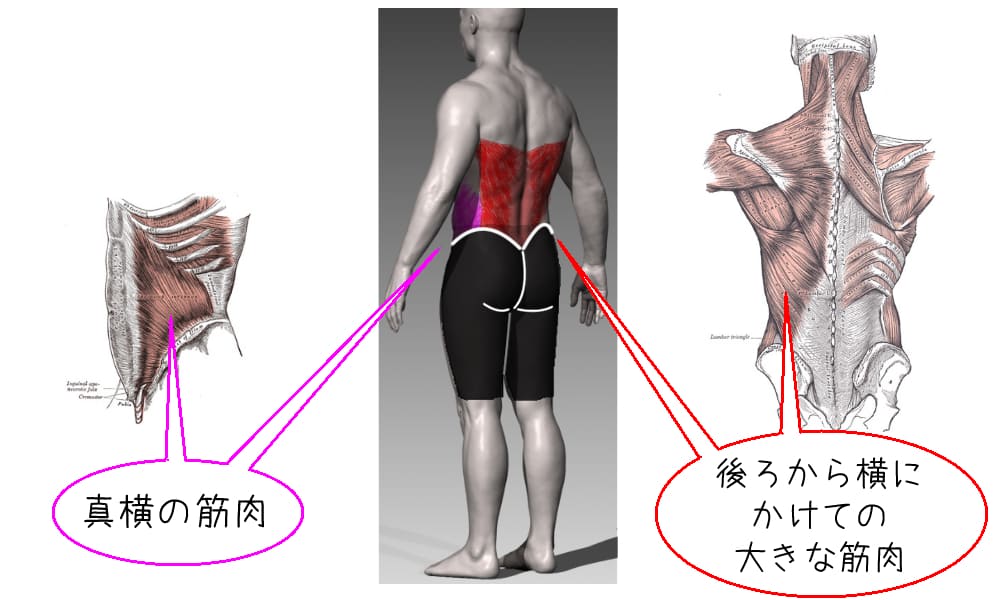 腰の横や後ろの痛みの原因である、腹斜筋・広背筋の付着部を図解