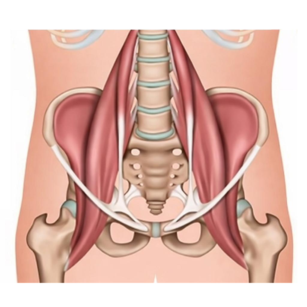 腰痛の原因となる腸腰筋の図