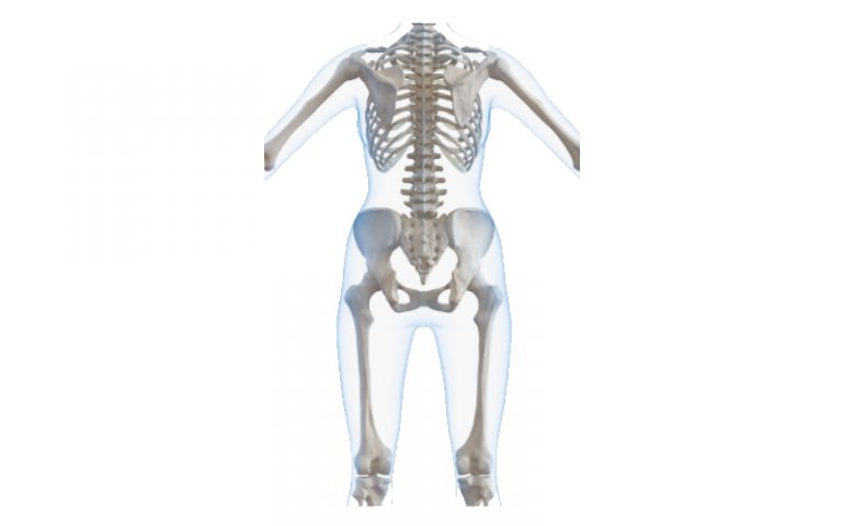 腰を中心とした人体模型図