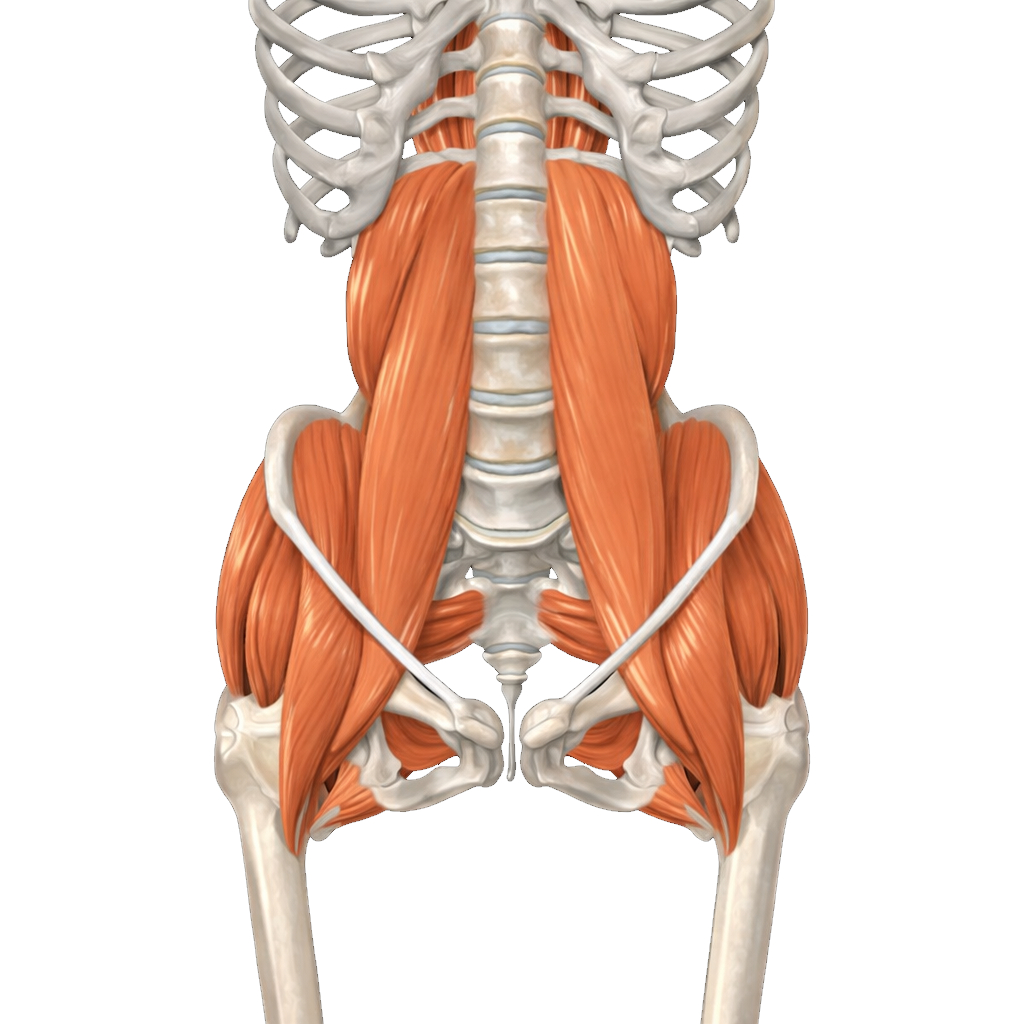腰椎・骨盤・腰周囲の筋肉群