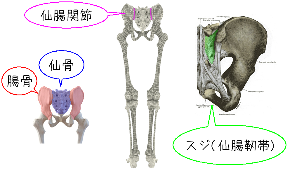 仙腸関節・仙骨・腸骨・仙骨靭帯の模型図 